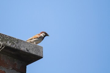A portrait of a house sparrow or passer domesticus bird sitting perched on the stone top of a brick...