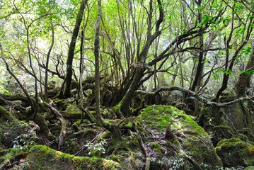 屋久島の苔むす森