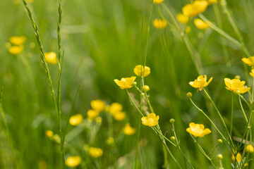 visuale macro su di un campo d'erba in montagna, pieno di piccoli fiori gialli, illuminati dal...