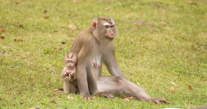 Northern pig-tailed macaque (Macaca leonina), Mother and child monkeys at Khao Yai National Park during the afternoon, Thailand.