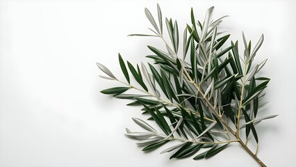 Elegant olive branches with silvery green leaves against plain white background