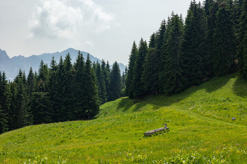 ampia visuale panoramica che mostra un prato ed un bosco verde di conifere, in un ambiente naturale...