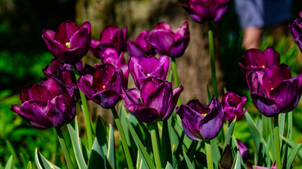 purple tulips