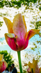tulip flower