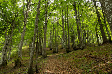 Ripresa panoramica che mostra un bellissimo bosco di faggi dal fogliame verde, di giorno, in estate, in un ambiente naturale di montagna, nel nord est Italia