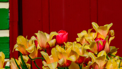 tulips in the garden
