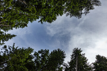 guardando il cielo parzialmente nuvoloso da sotto gli alberi verdi in un bosco di montagna, di giorno