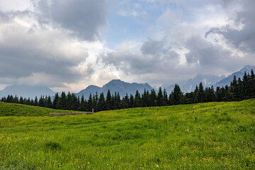 ampia visuale panoramica che si estende da un vicino prato verde pieno di fiori e una foresta, in estate, verso le montagne distanti del nord est Italia, sotto un cielo nuvoloso, di pomeriggio - Powered by Adobe