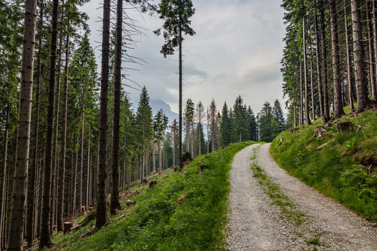 ampia visuale panoramica che mostra una strada sterrata che passa in mezzo agli alti abeti in una foresta di montagna, nel nord est Italia, sotto un cielo nuvoloso, in estate