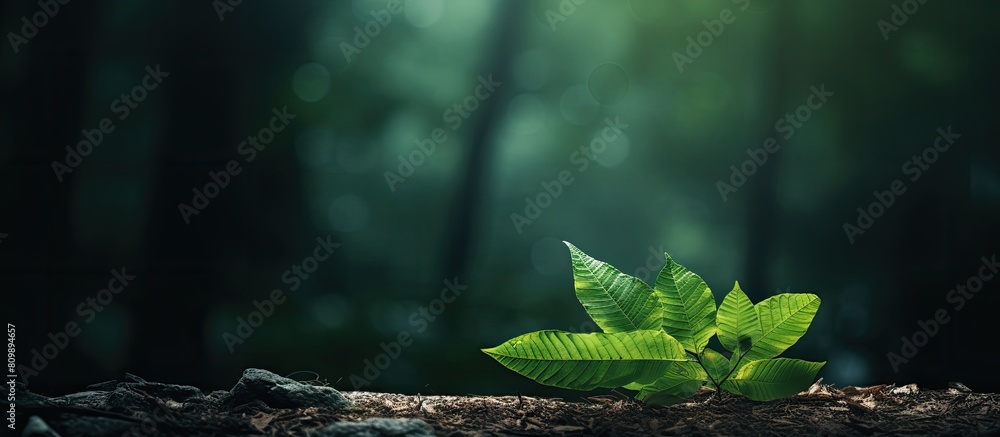 Poster a copy space image showcasing the leaf texture in the forest against a dark and natural background