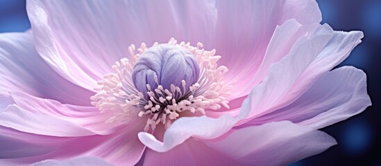 A macro close up image of an anemone flower showcasing its delicate details Copy space image - obrazy, fototapety, plakaty