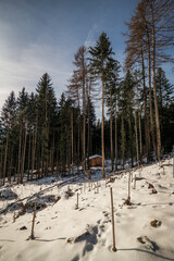 snow covered trees in the mountains