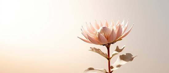 Copy space image of a stylishly designed dry protea flower bathed in sunny warm light on a white background casting a shadow