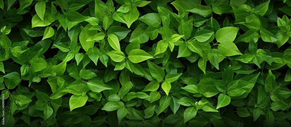 Poster An image of a background filled with green leaves providing a copy space for additional content