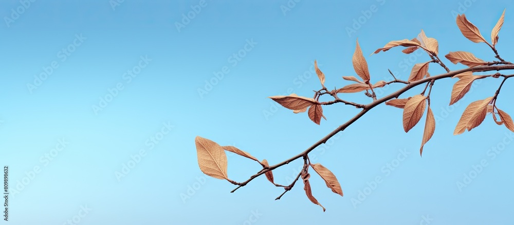 Poster a picturesque brown tree branch with a single leaflet hangs against a backdrop of a serene blue sky 