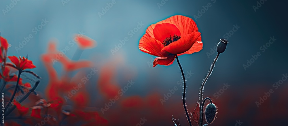 Aufkleber a vibrant red poppy with copy space image