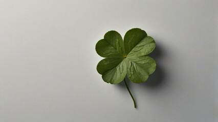 clover leaf with white background