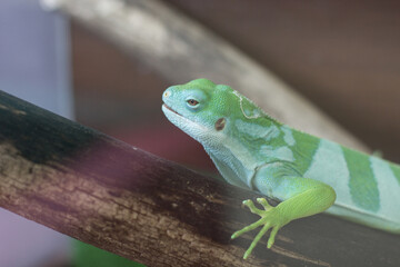 Green chameleon is on a branch in the zoo. A reptile is on a tree