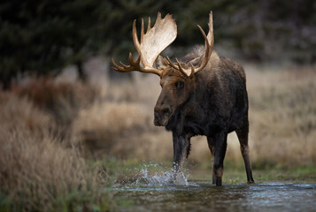 Moose in Grand Teton National Park - Powered by Adobe
