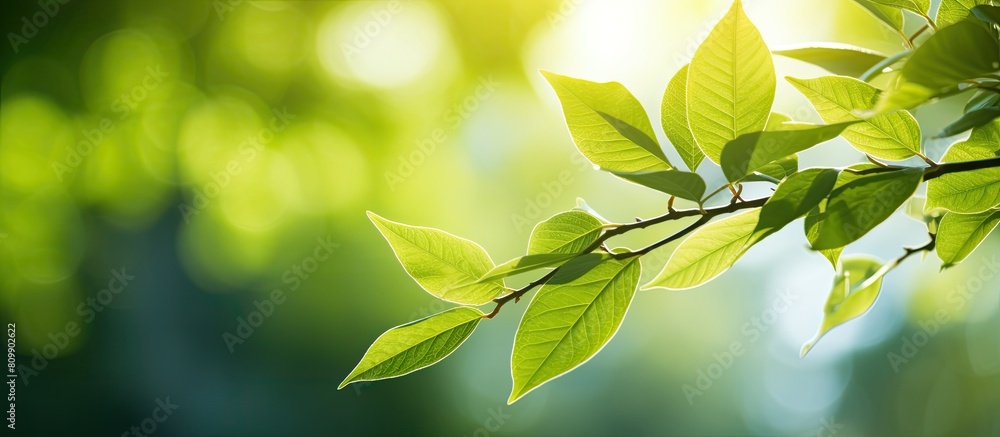 Poster a stunning close up view of green leaves with sunlight shining through creating a beautiful natural 