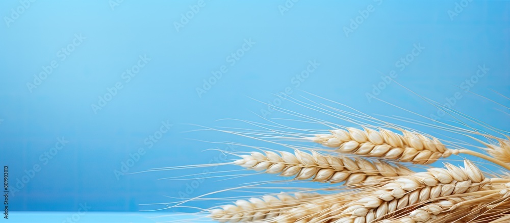 Poster Harvest time with a close up of a ripe wheat spike on a blue and white paper background A banner with natural ears adds to the copy space image