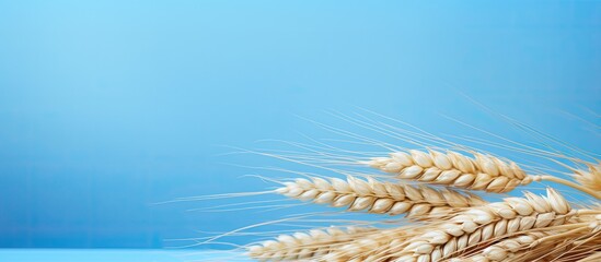 Naklejka premium Harvest time with a close up of a ripe wheat spike on a blue and white paper background A banner with natural ears adds to the copy space image
