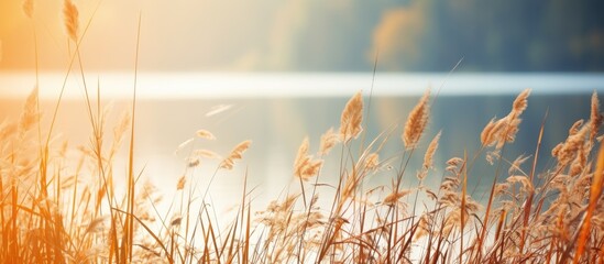Obraz premium Autumn lake illuminated by sunlight displaying a close up texture of plants This natural scenery offers copy space showcasing the dry reed and aquatic plants that thrive in the ecosystem of rivers an