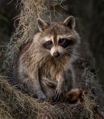 Raccoon in a mossy tree in Florida 