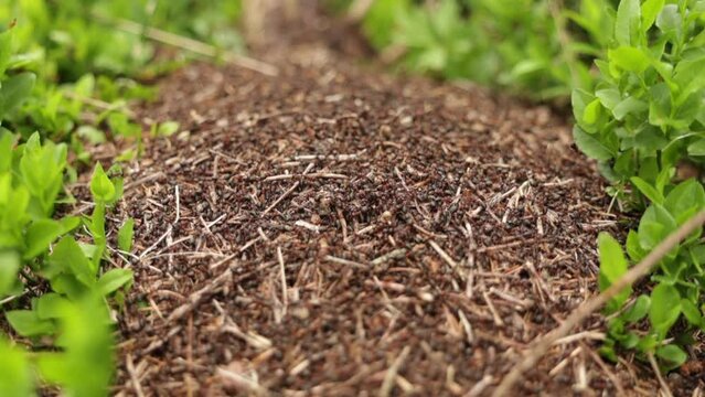ripresa macro in tempo reale che mostra tantissime formiche che si muovono all'esterno di un formicaio in un ambiente naturale