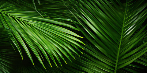 tropical palm leaves, jungle leaf background