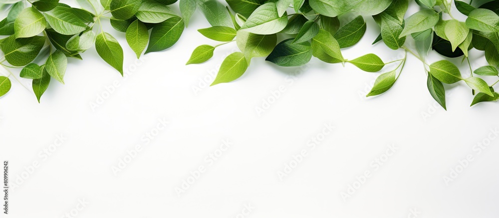 Leinwandbilder a frame of green leaves scattered on a white background creates a universal floral layout offering a