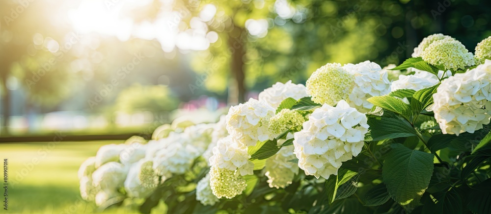 Aufkleber copy space image of a blooming hydrangea branch with white flowers in a garden set against a lush gr