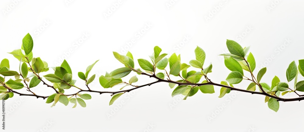 Poster A closeup of twigs with fresh vibrant green leaves of spring against a white background creating a beautiful copy space image