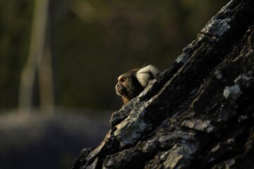 Sagui de Tufos-Brancos. 