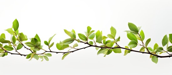 Obraz premium A closeup of twigs with fresh vibrant green leaves of spring against a white background creating a beautiful copy space image