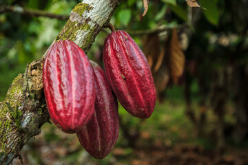 Cocoa cultivation in Tumaco Nari&ntilde;o Colombia
Cultivo de cacao en Tumaco Nari&ntilde;o Colombia