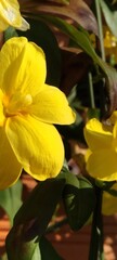 yellow flower in the garden