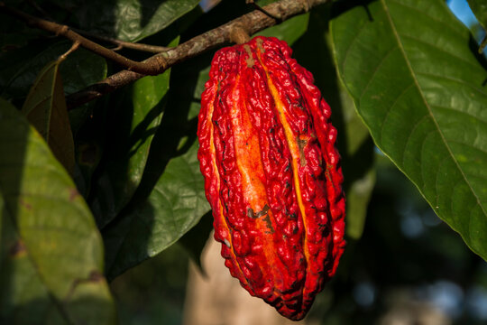 Cocoa cultivation in Tumaco Nari&ntilde;o Colombia
Cultivo de cacao en Tumaco Nari&ntilde;o Colombia