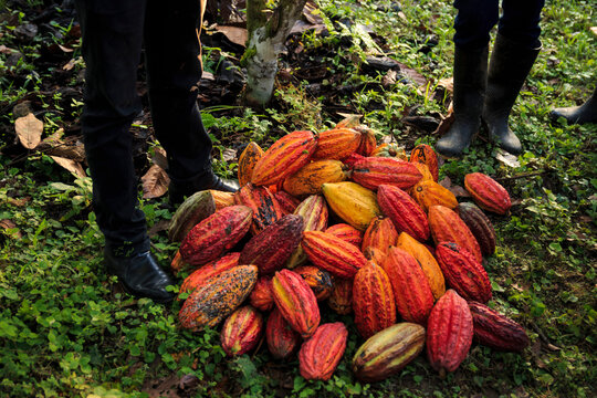 Cocoa cultivation in Tumaco Nari&ntilde;o Colombia
Cultivo de cacao en Tumaco Nari&ntilde;o Colombia