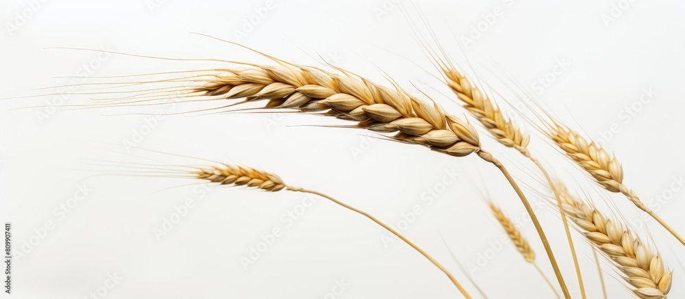 Poster a single stalk of wheat stands alone on a white background leaving plenty of empty space around it f