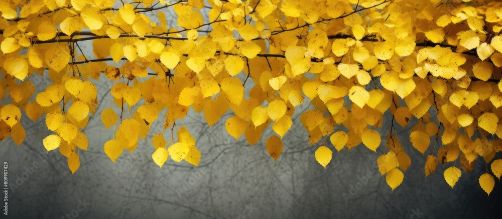 Poster a vibrant display of yellow birch leaves perfect for a copy space image