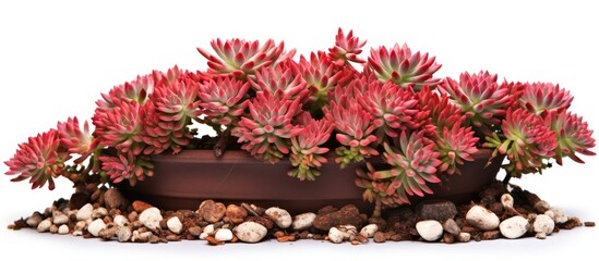 A succulent subshrub or shrub with densely spiny stems characterized by its red and white flowers growing in a brown pot on a white background isolated and path copy space image