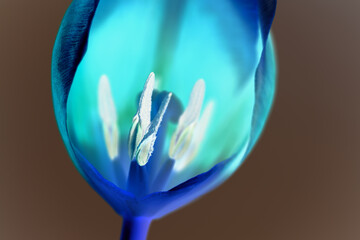 abstract blue flower, nacka,sverige,sweden,stockholm,Mats
