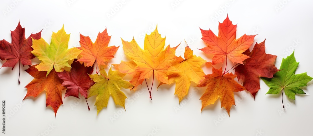 Poster A vibrant arrangement of maple leaves is placed as a decorative element against the backdrop of a white surface creating a captivating copy space image