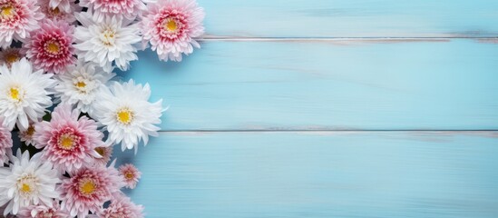 Autumn flowers beautiful asters on a light blue wooden background with copy space image Flat lay