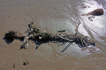Carcass of a California harbor seal on the beach sand at low tide