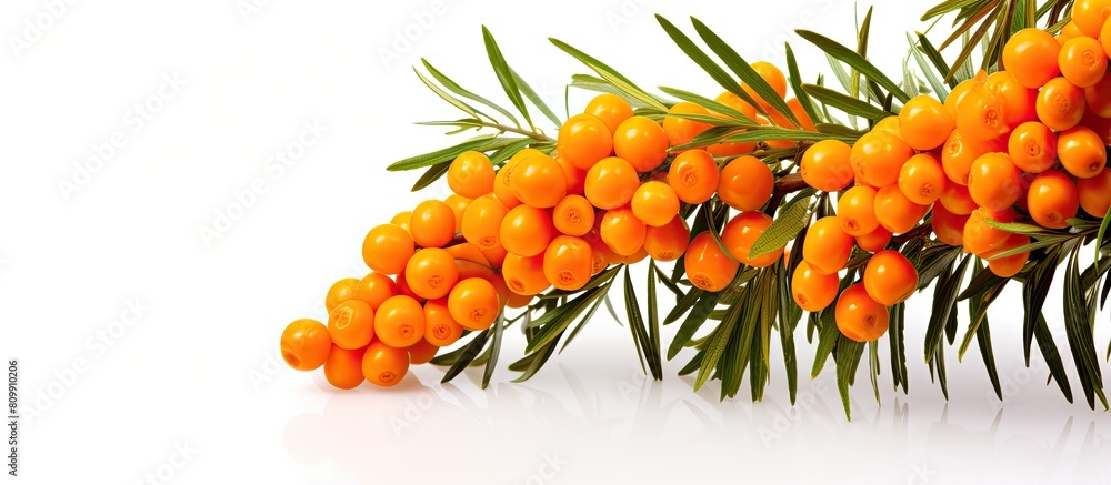 Poster the sea buckthorn is shown in a copy space image on a white background