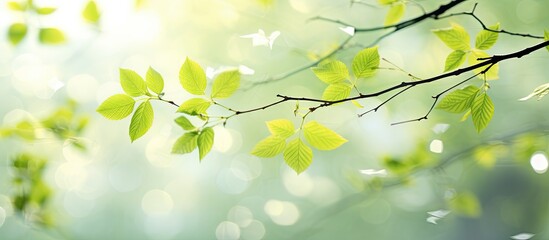 Obraz premium In spring the fresh leaves emerge 90 characters. Creative banner. Copyspace image