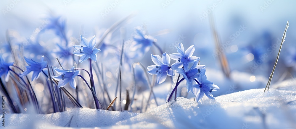 Poster Close up image of bluebells frozen in ice with plenty of empty space around them for copy. Creative banner. Copyspace image