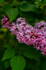 Lilac branch. Small depth of field. Floral background 